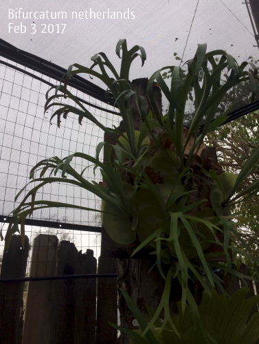 P.Bifurcatum cv Townsvill × P.Hilll⑤ sariater-hotel.com